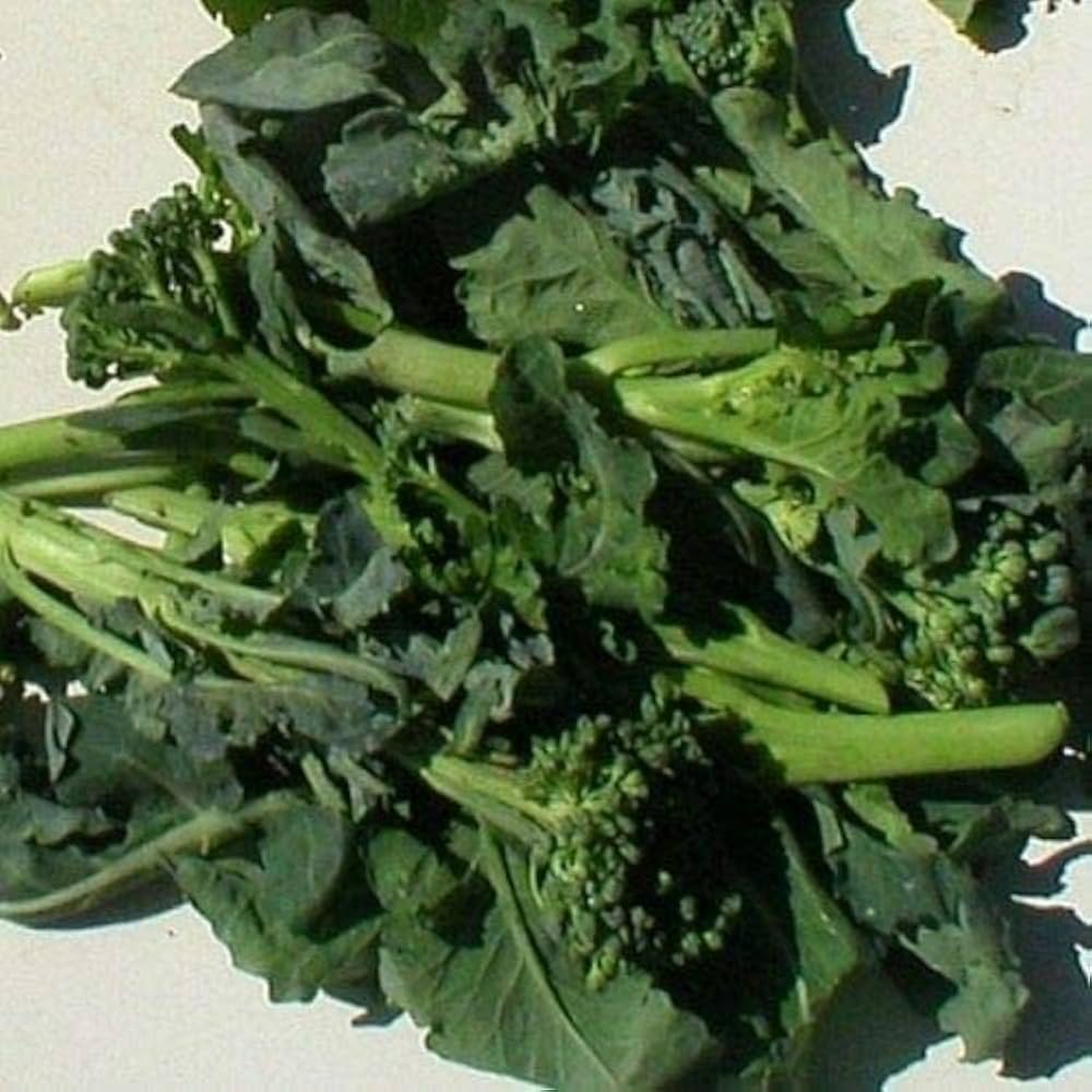 Broccoli Raab vegetable seeds for nutritious green vegetables