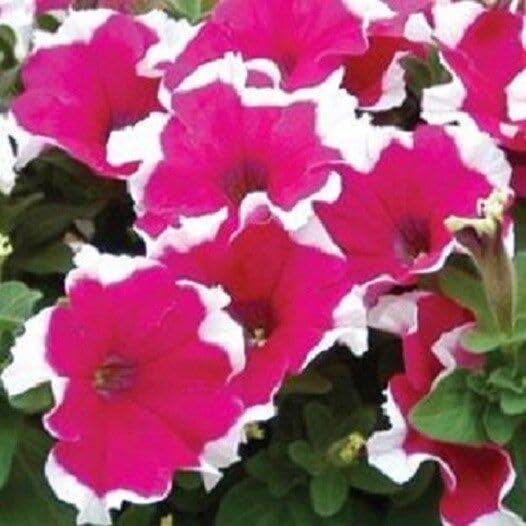 Red Picotee Dreams Petunia seeds for balcony planting