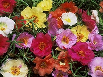 Light Purple White Holland Rose Flower Seeds for Planting Premium Quality Heirloom & GMO Free Seeds for Home Garden
 
 Sale for planting in home garden