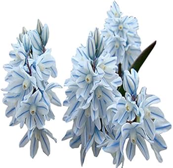 Nivalis SnowDrop Flower seeds for Planting - Easy to Grow, Heirloom & GMO Free Seeds for Home Garden
 
 Sale seeds for home garden