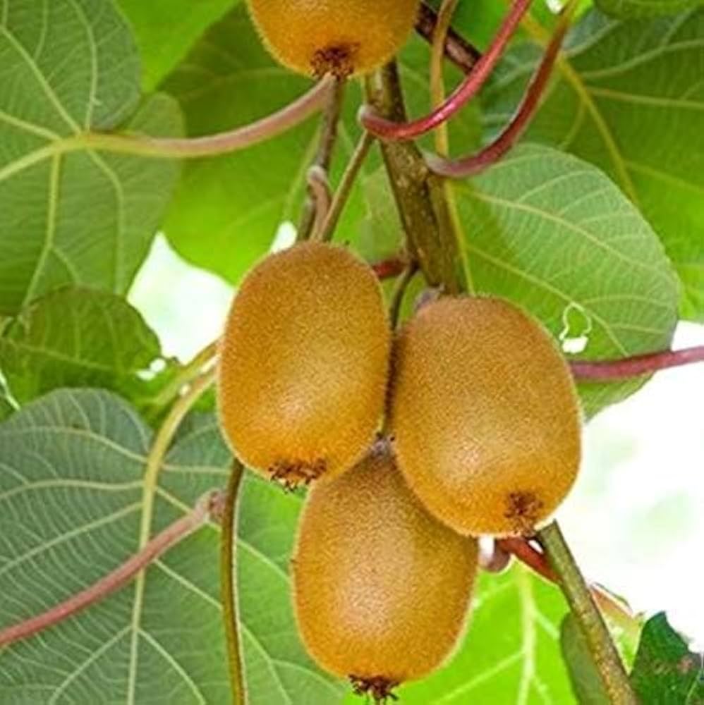 Kiwi Vine Actinidia deliciosa for planting in home garden
