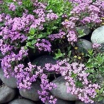 Violet Saponaria Flower seeds for Planting - Hardy Variety, Heirloom & GMO Free Seeds for Home Garden
 
 Sale for planting in home garden