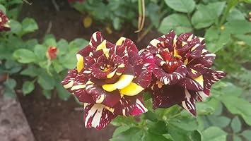 Heirloom Abracadabra Flower seeds for Planting Easy to Grow Heirloom & GMO Free Seeds for Home Garden 
 
 Sale for planting in home garden