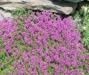 Creeping Thyme seeds for fragrant groundcover