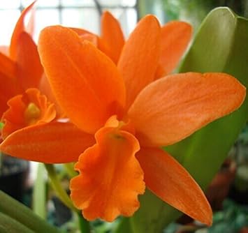 Orange Cattleya Hybrida Flower seeds for Planting Hardy Variety Heirloom & GMO Free Seeds for Home Garden 
 
 Sale seeds for home garden planting