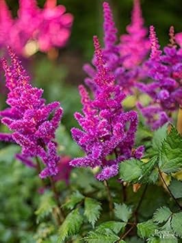 Red Double Narcissus Flower Seeds for Planting Wildflower Mix Heirloom & GMO Free Seeds for Home Garden
 
 Sale for planting in home garden