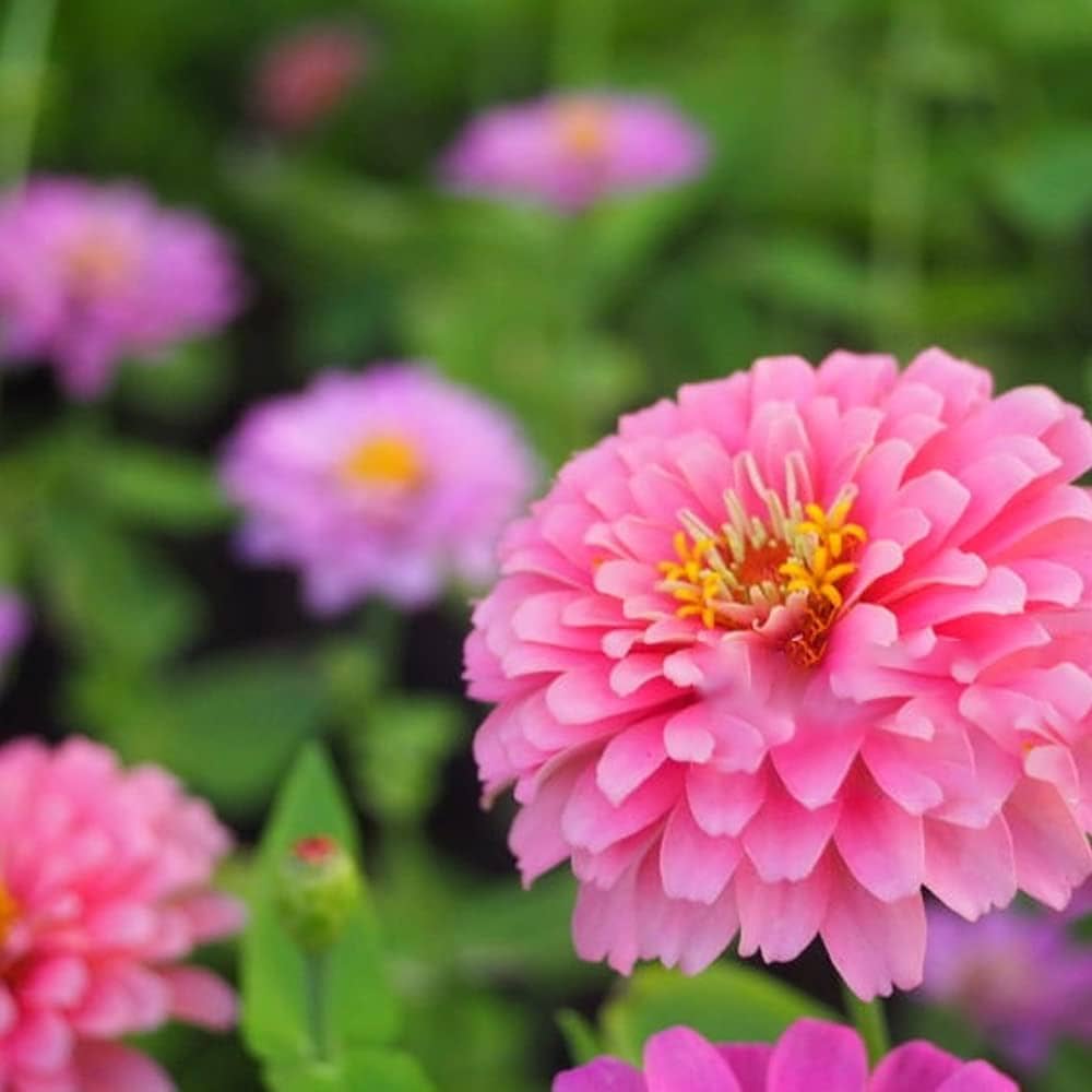 Pink Zinnia Flower Seeds Planting For-Delightful Garden Beautification