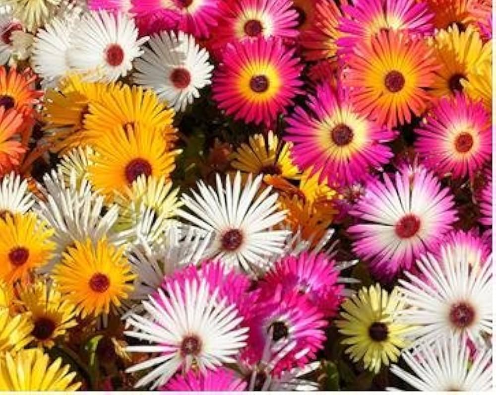 Summer Flower seeds for Planting - Bright Blooms, Heirloom & GMO Free Seeds for Home Garden
 
 Sale for planting in home garden.