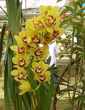 Pink White Bougainvillea Flower Seeds for Planting Premium Quality Heirloom & GMO Free Seeds for Home Garden
 
 Sale for planting in home garden