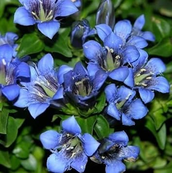 Blue Gentiana Flower seeds for Planting - Compact Growth, Heirloom & GMO Free Seeds for Home Garden
 
 Sale seeds for planting in home garden