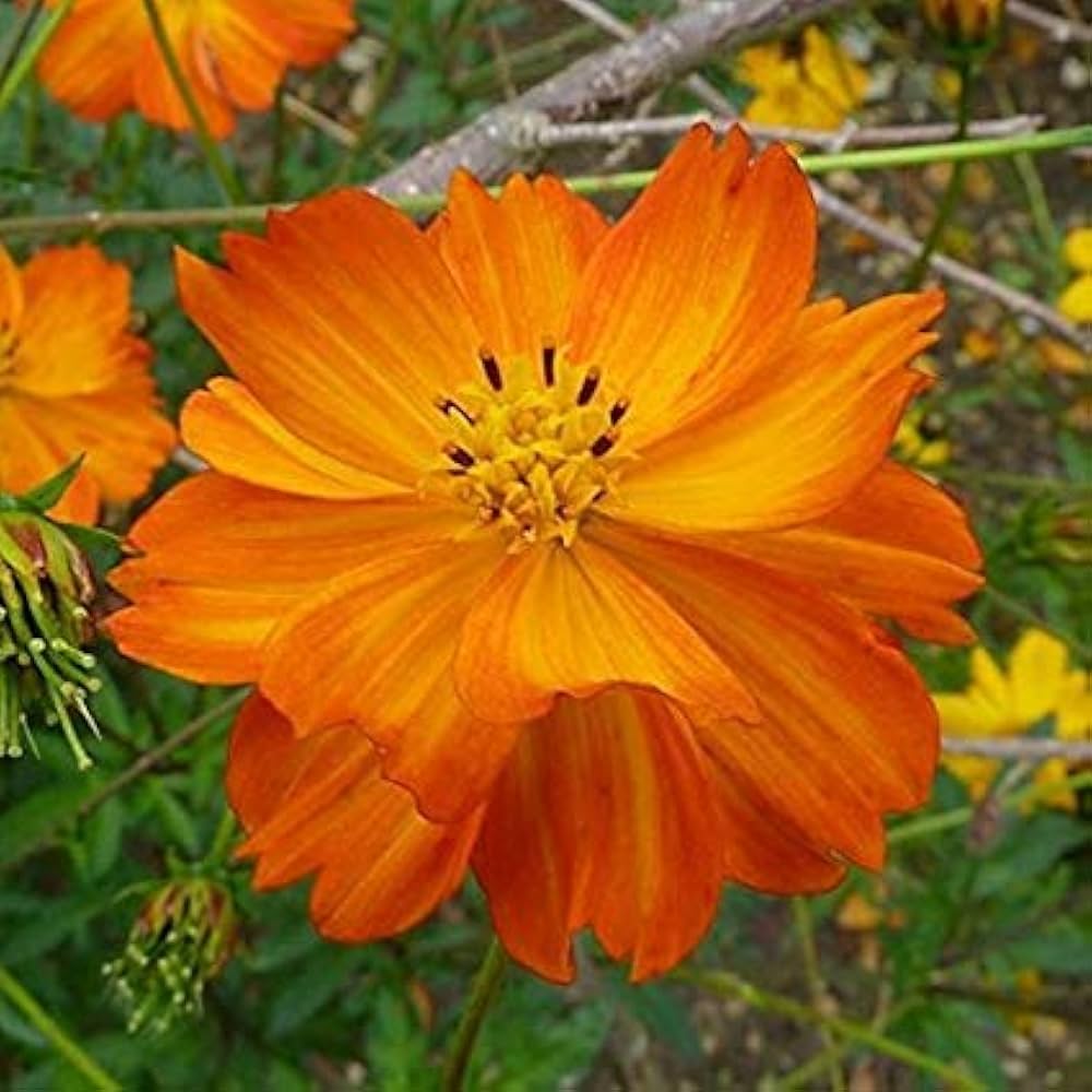 Cosmos Lucky Ring Flower Seeds for colorful garden blooms
