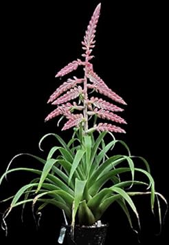 Pink Tillandsia Cretacea Flower seeds for Planting - Perfect for Borders, Heirloom & GMO Free Seeds for Home Garden
 
 Sale for planting in home garden