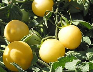 Light Yellow Tomato Seeds For Planting Vegetable Seeds