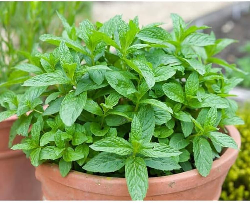 Mint Plant Seeds For Planting - Fresh Green Mentha Variety Vegetable Seeds