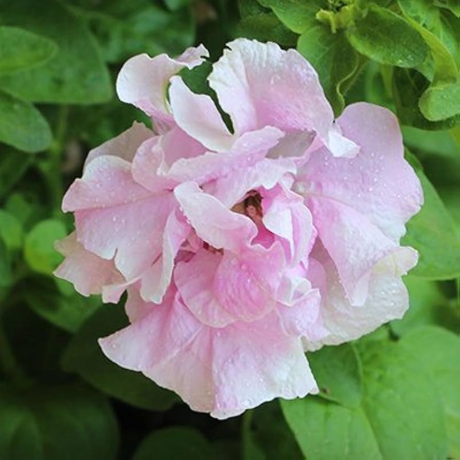 Petunia Hybrida Bonsai for balcony garden