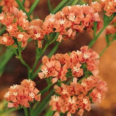 Apricot Statice Flower seeds for elegant dried flowers