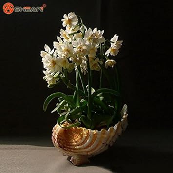 Cream Narcissus Flower seeds for Planting - Sun Loving, Heirloom & GMO Free Seeds for Home Garden
 
 Sale for planting in home garden.