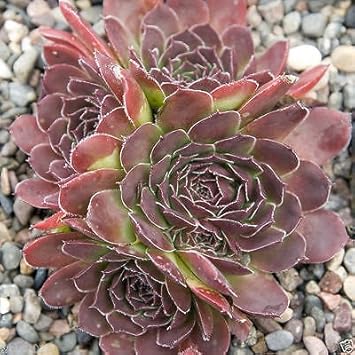 Maroon Jovibarba Flower seeds for Planting - Compact Growth, Heirloom & GMO Free Seeds for Home Garden
 
 Sale seeds for home garden