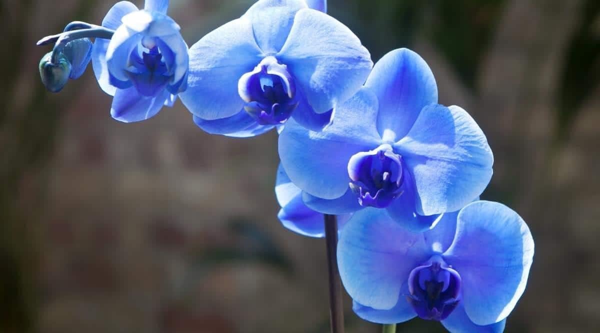 Blue Butterfly Orchid Flower seeds for Planting - Hardy Variety, Heirloom & GMO Free Seeds for Home Garden
 
 Sale for planting in home garden.