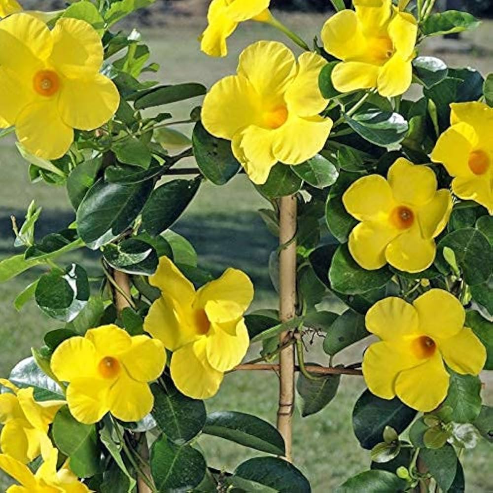 Heirloom Yellow Mandevilla Sanderi Flower seeds for Planting - Shade Tolerant, Heirloom & GMO Free Seeds for Home Garden
 
 Sale seeds for home garden