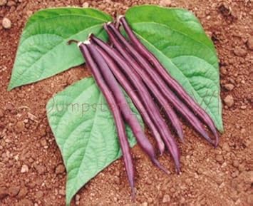 Violet Bean Seeds For Planting - Nutritious Vegetable Option