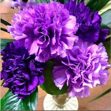 Violet Caryophyllus Flower seeds for Planting - Shade Tolerant, Heirloom & GMO Free Seeds for Home Garden
 
 Sale seeds for planting in home garden