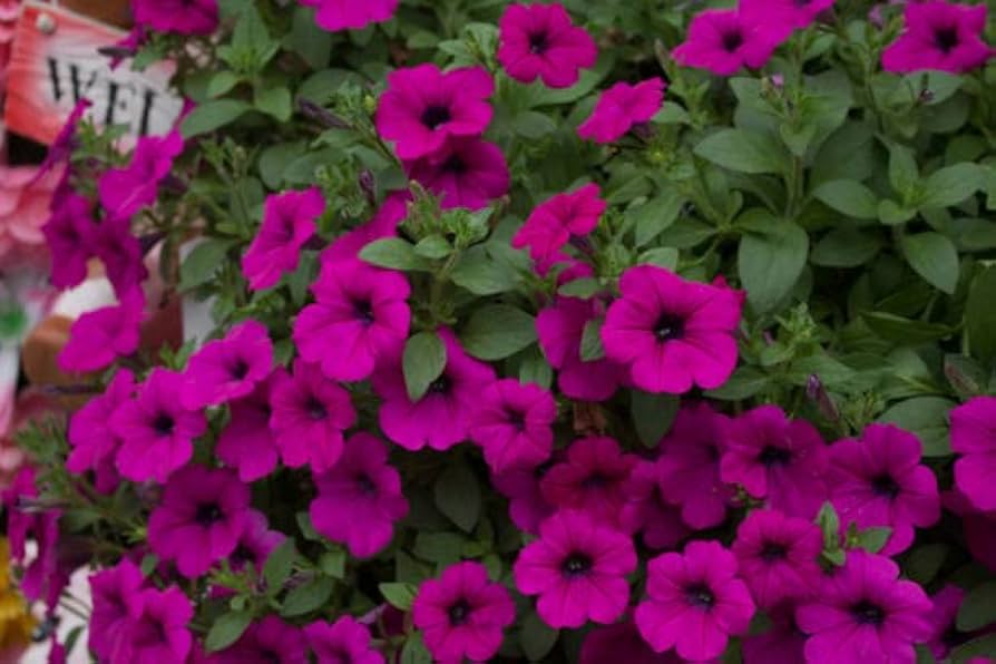 Purple Petunia Flower Seeds For Planting - Vibrant Annual Blooms