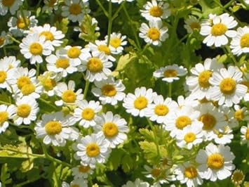 Feverfew Flower seeds for Planting Wildflower Mix Heirloom & GMO Free Seeds for Home Garden 
 
 Sale for planting in home garden