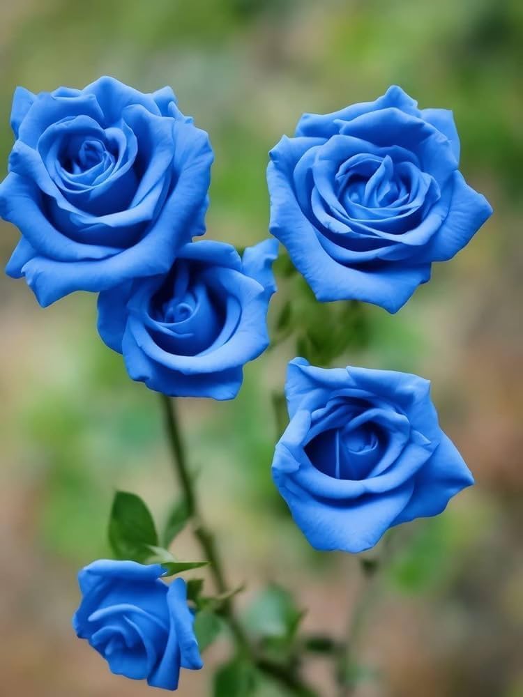 Dark Blue Rose Flower Seeds For Planting - Elegant Annuals Your Garden