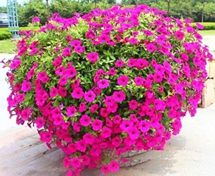 Mixed Petunia Exotic Ornamental for planting