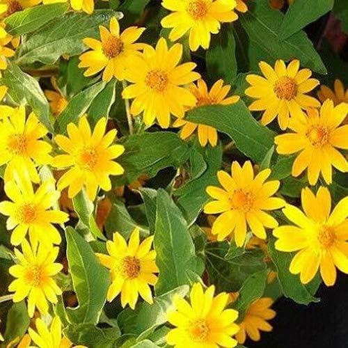 Low-Growing Melampodium Paludosum Flower Seeds For Easy Planting