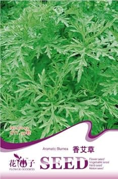 Green Balsamifera Flower seeds for Planting - Shade Tolerant, Heirloom & GMO Free Seeds for Home Garden
 
 Sale for planting in home garden.