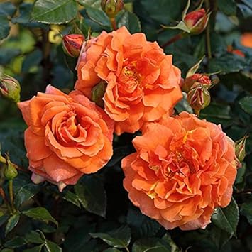 Full Orange Climbing Rose Flower seeds for Planting - Easy to Grow, Heirloom & GMO Free Seeds for Home Garden
 
 Sale seeds for planting in home garden