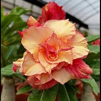 Yellow Double Narcissus Flower Seeds for Planting Sun Loving Heirloom & GMO Free Seeds for Home Garden
 
 Sale for planting in home garden