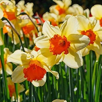 Cream Orange Daffodils Flower Seeds For Planting - Brighten Your Garden With Beautiful Blooms