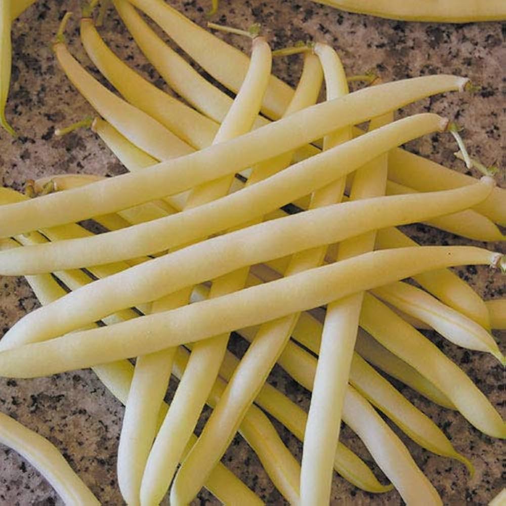 Golden Wax Bean for planting in vegetable patch