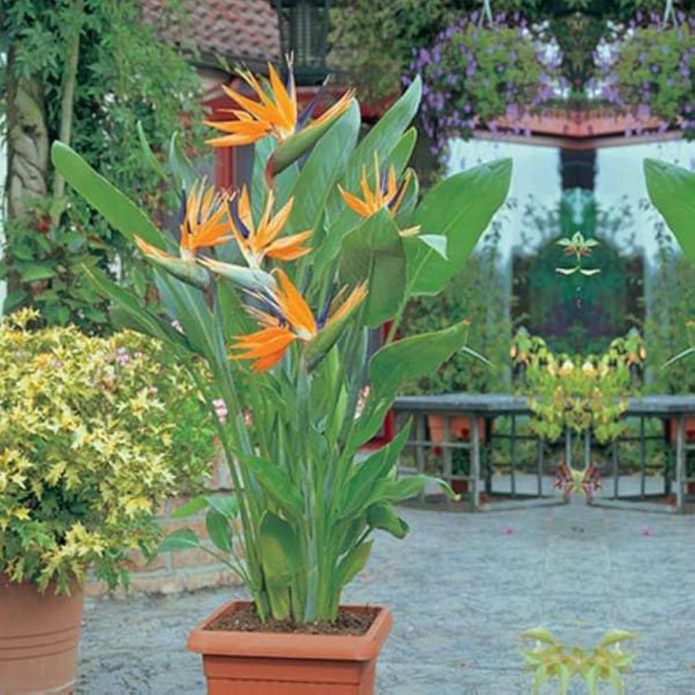 Strelitzia Flower Seeds Mix For Vibrant Planting And Gardening