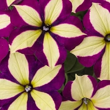 Yellow Violet Petunia Flower seeds for Planting - Seasonal Bloomer, Heirloom & GMO Free Seeds for Home Garden
 
 Sale for planting in home garden