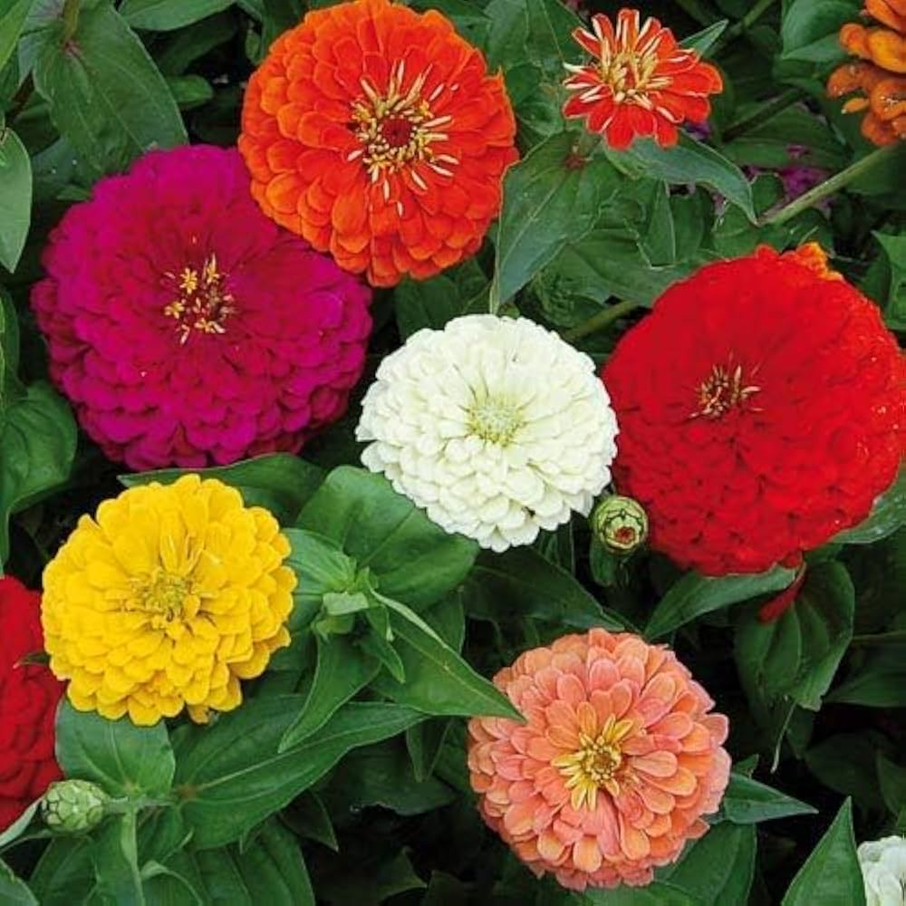 Zinnia Mix Elegans Semi for planting in flower bed