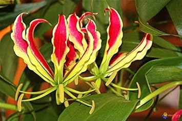Yellow Red Gloriosa Superba Flower seeds for Planting - Bright Blooms, Heirloom & GMO Free Seeds for Home Garden
 
 Sale seeds for home garden