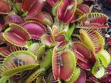 Mixed Venus Fly Trap Flower seeds for Planting - Garden Favorite, Heirloom & GMO Free Seeds for Home Garden
 
 Sale seeds for home garden