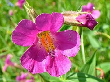 Purple Mimulus Lewisii Flower seeds for Planting - Easy to Grow, Heirloom & GMO Free Seeds for Home Garden
 
 Sale for planting in home garden.