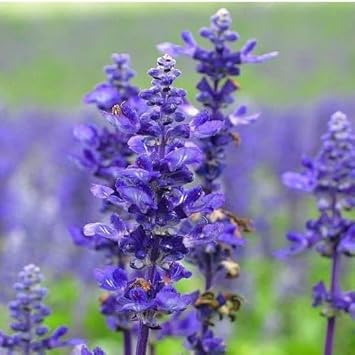 Cream Sweet Pea Flower Seeds for Planting Compact Growth Heirloom & GMO Free Seeds for Home Garden
 
 Sale for planting in home garden