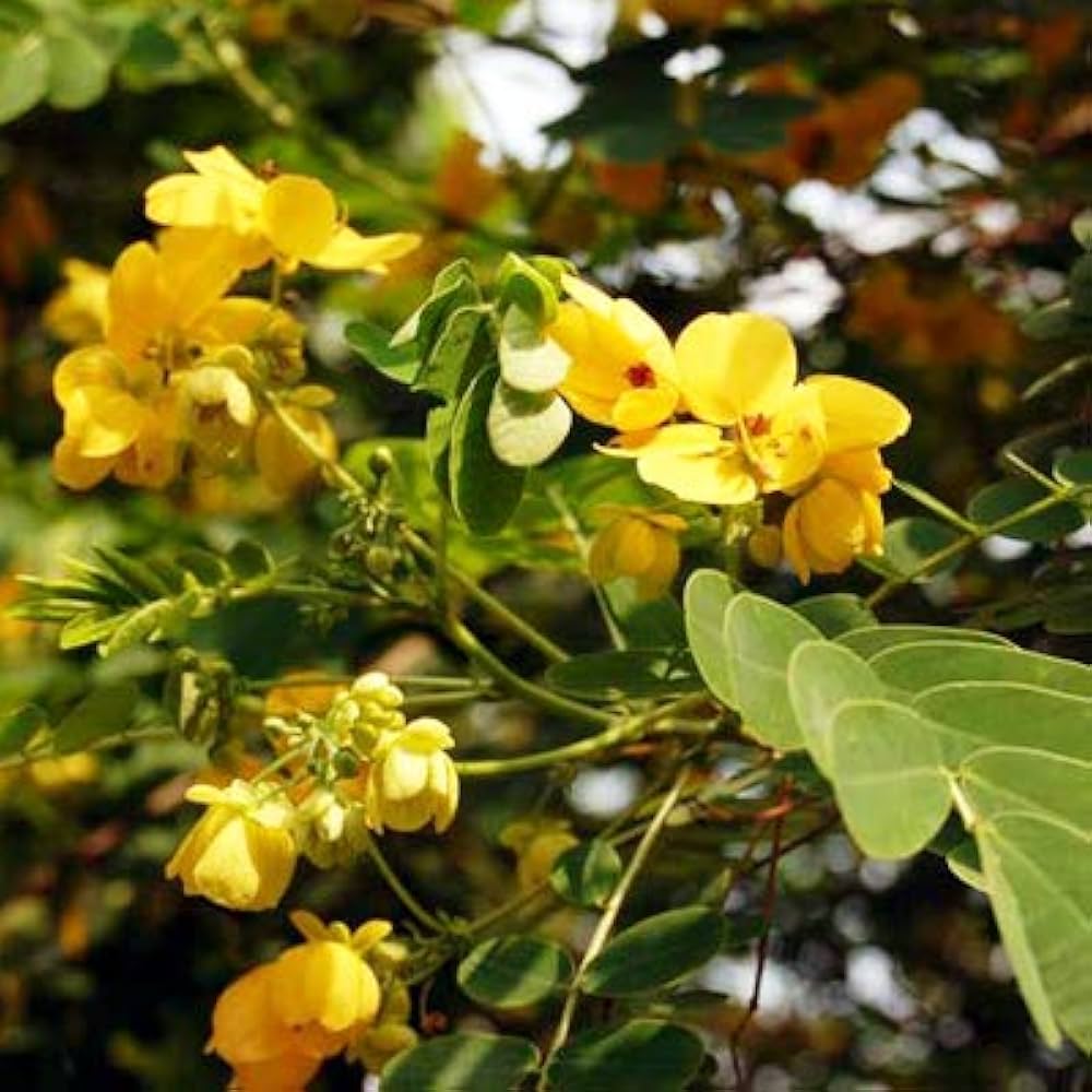Cassia Glauca Scrambled Egg Bush Yellow Flowers Seeds for Tropical Gardens