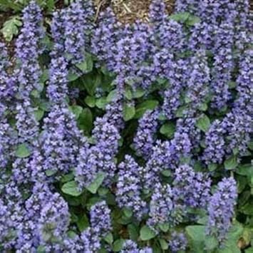 Blue Ajuga Reptans Flower seeds for Planting - Shade Tolerant, Heirloom & GMO Free Seeds for Home Garden
 
 Sale seeds for home garden