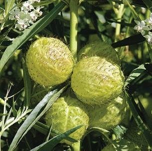 Gomphocarpus Physocarpus for planting in wildflower garden