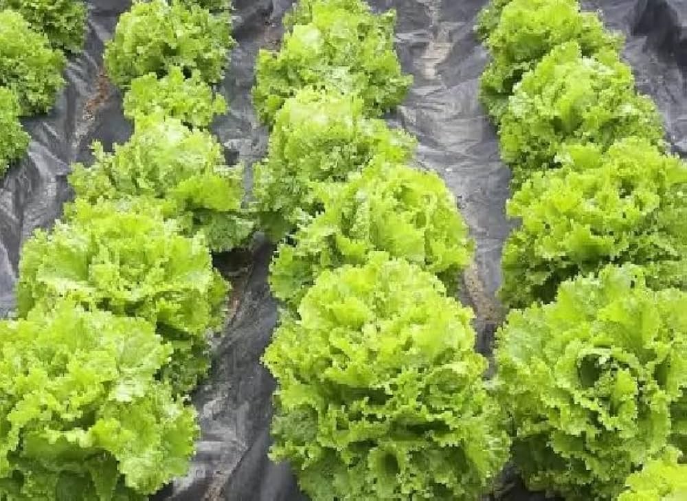 Romaine Lettuce Lactuca sativa for planting in vegetable patch