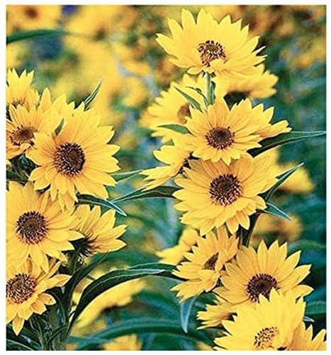Helianthus Maximiliani Perennial Sunflower Seeds for Pollinator-Friendly Gardens