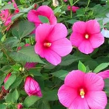 Pink Trimestris Flower seeds for Planting Wildflower Mix Heirloom & GMO Free Seeds for Home Garden
 
 Sale seeds for home garden planting