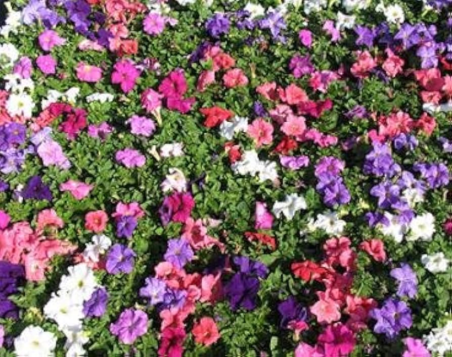 Mixed Petunia Petunia spp. for planting in flower bed